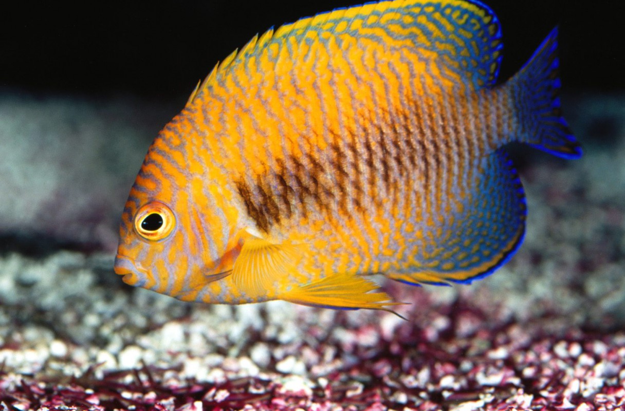 Potter's Angelfish.jpg