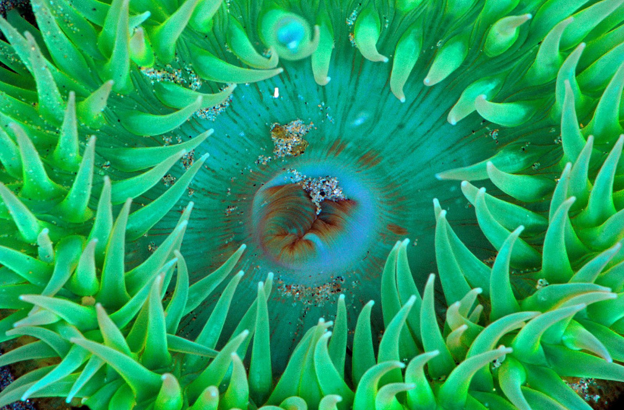 Sea Anemone.jpg