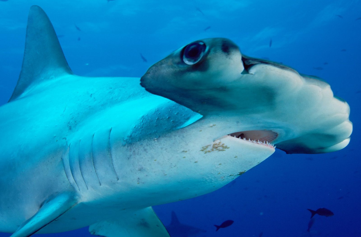 Scalloped Hammerhead.jpg