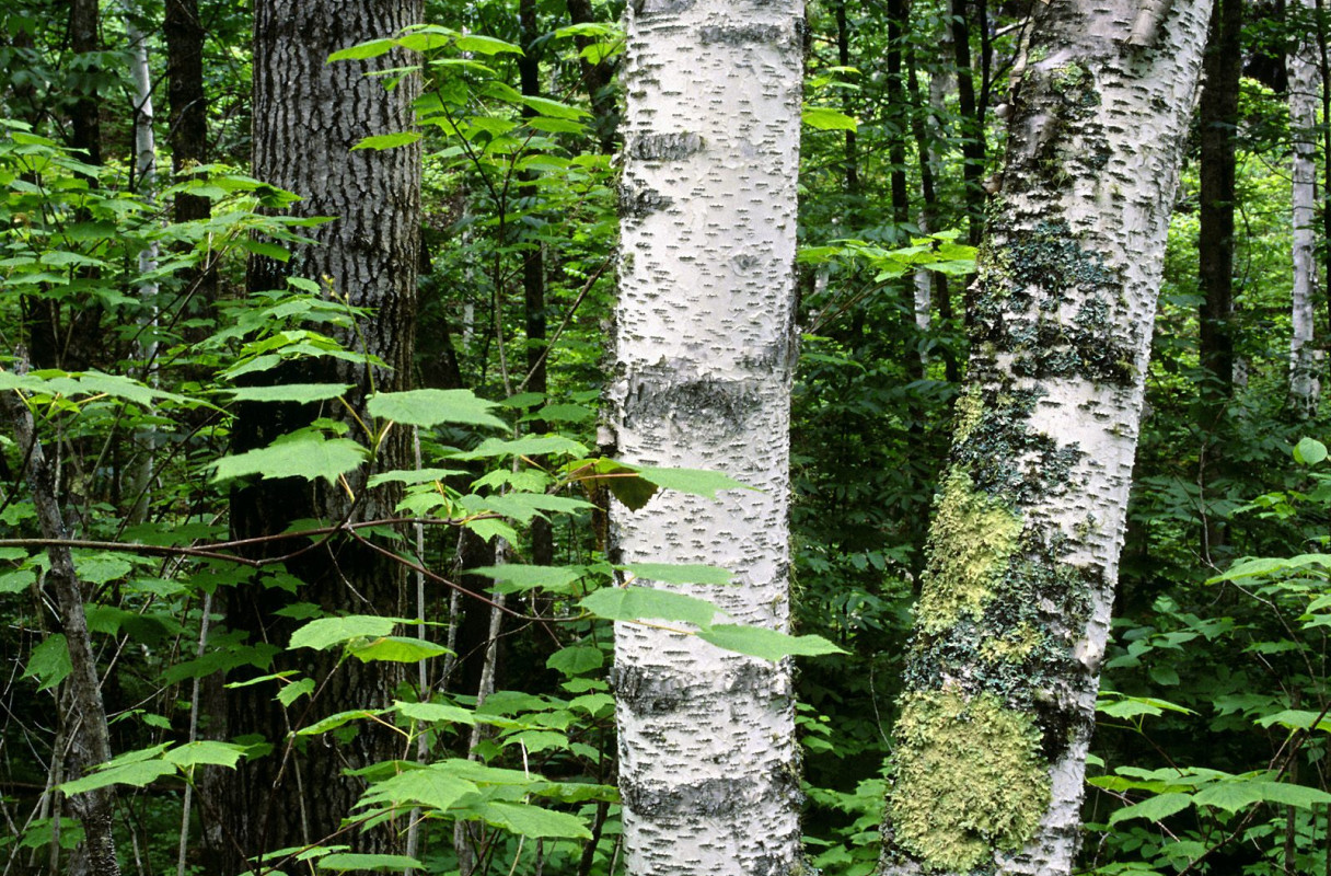 Aspen Trunks, North Woods, Quetico Provincial Park, Ontario, Canada.jpg