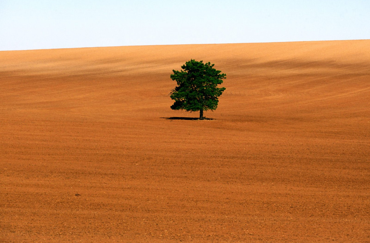 Lone Tree, Victoria.jpg