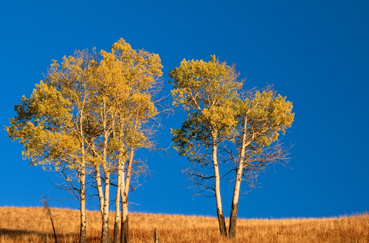 Autumn Aspen Trees and Sunset, Yellowstone National Park, Wyoming.jpg