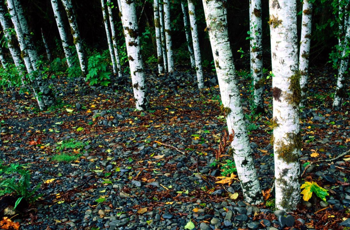 Standing Room Only, Birch Trees, Washington.jpg
