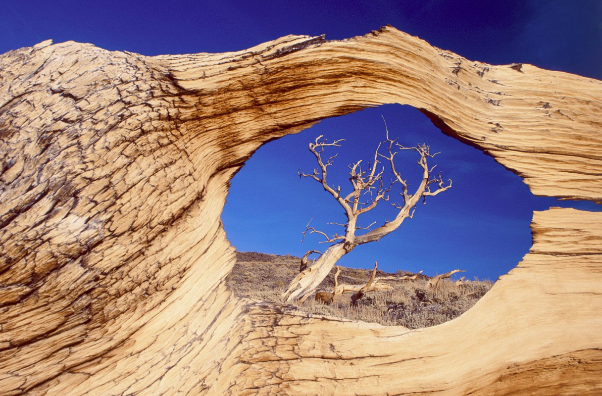 Bristlecone Pine, White Mountains, California.jpg