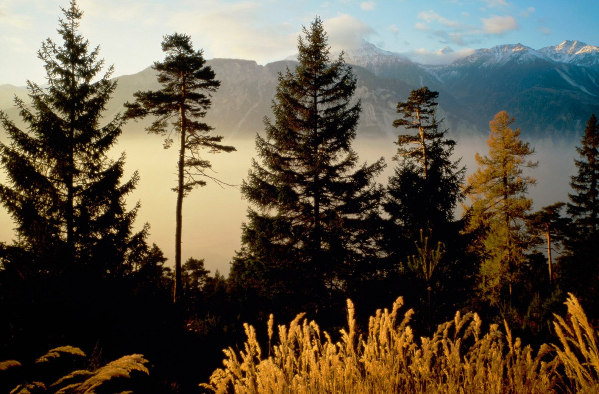 Twilight In The Woods, Valais, Switzerland.jpg