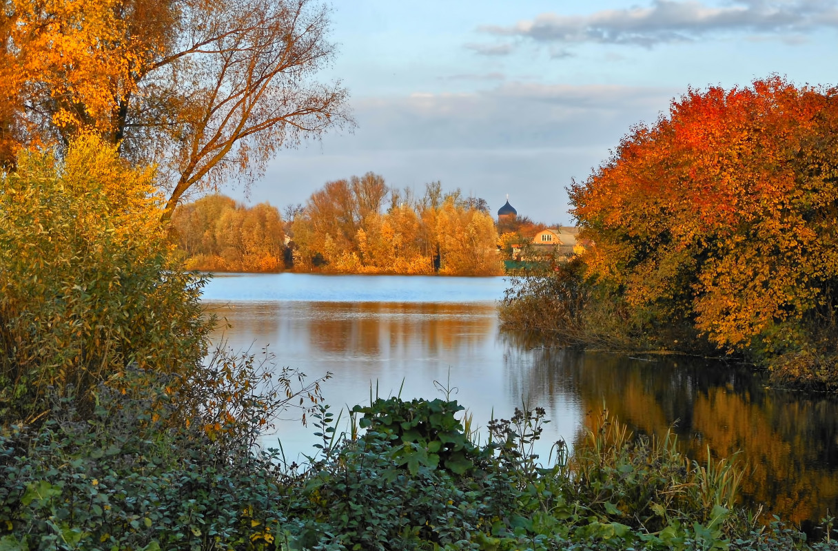 Drzewa nad rzeką