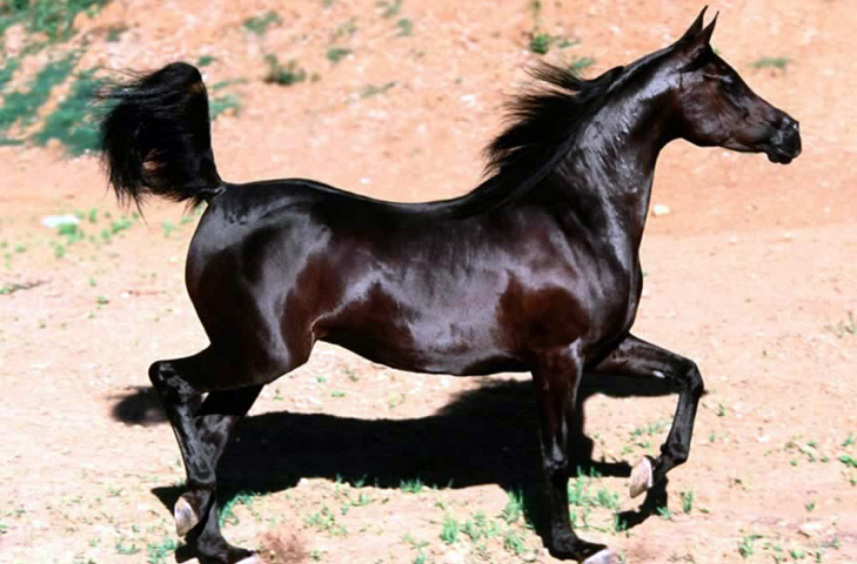 konie (24).jpg