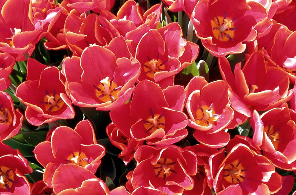 Tulipany (50).jpg
