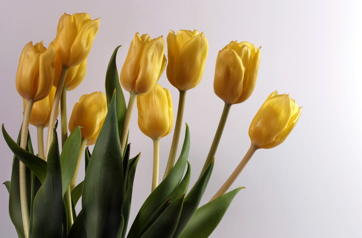 Tulipany (3).jpg