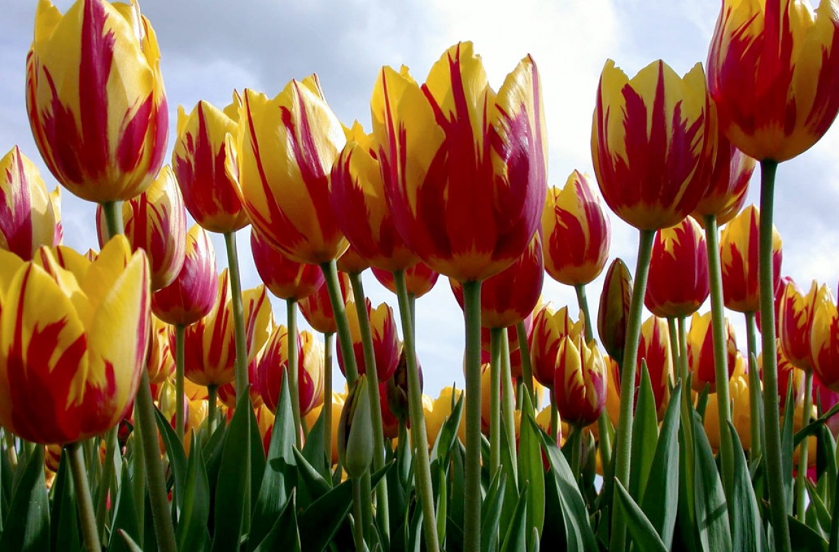 Tulipany (80).jpg