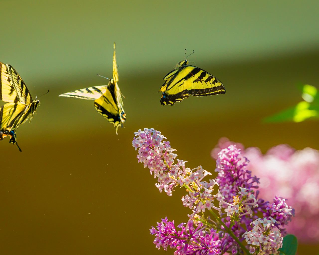 Motyle z paziowatych latają wokół kwiatów