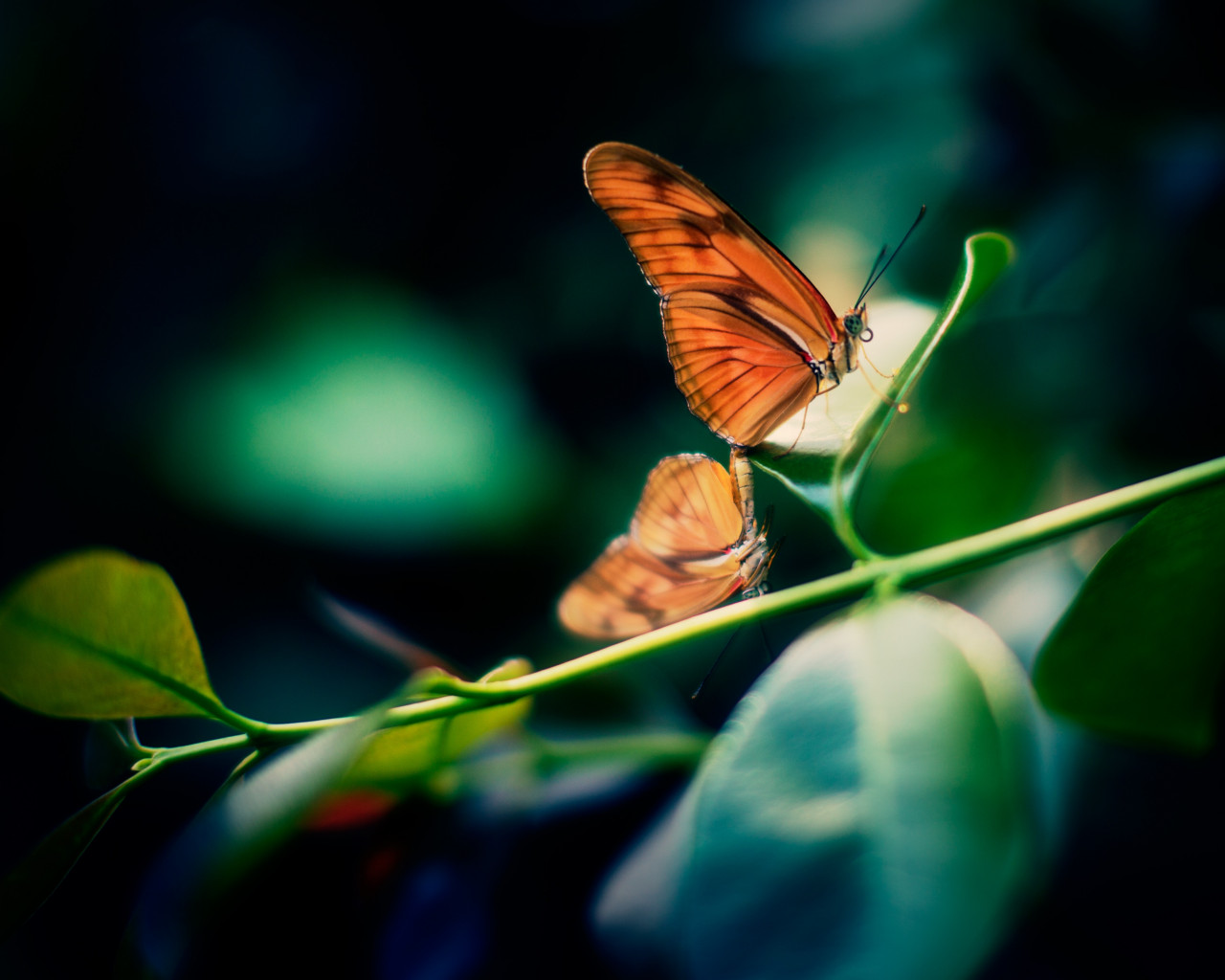 Motyle kopulujące na liściu