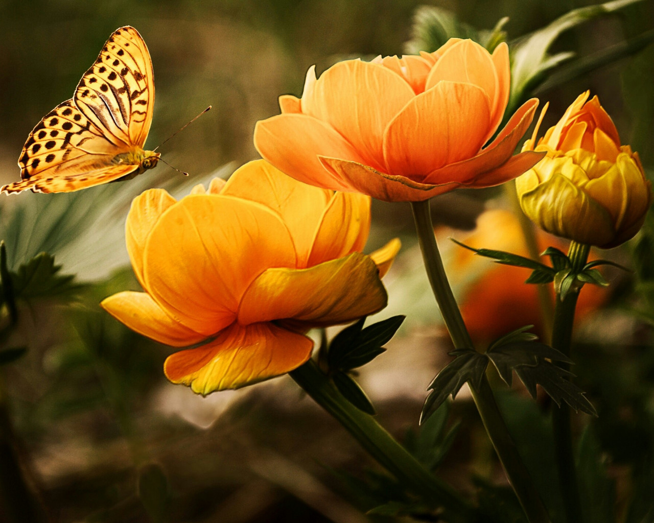 Kwiaty i piękny motyl