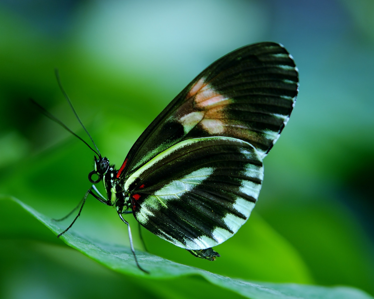 Papilio