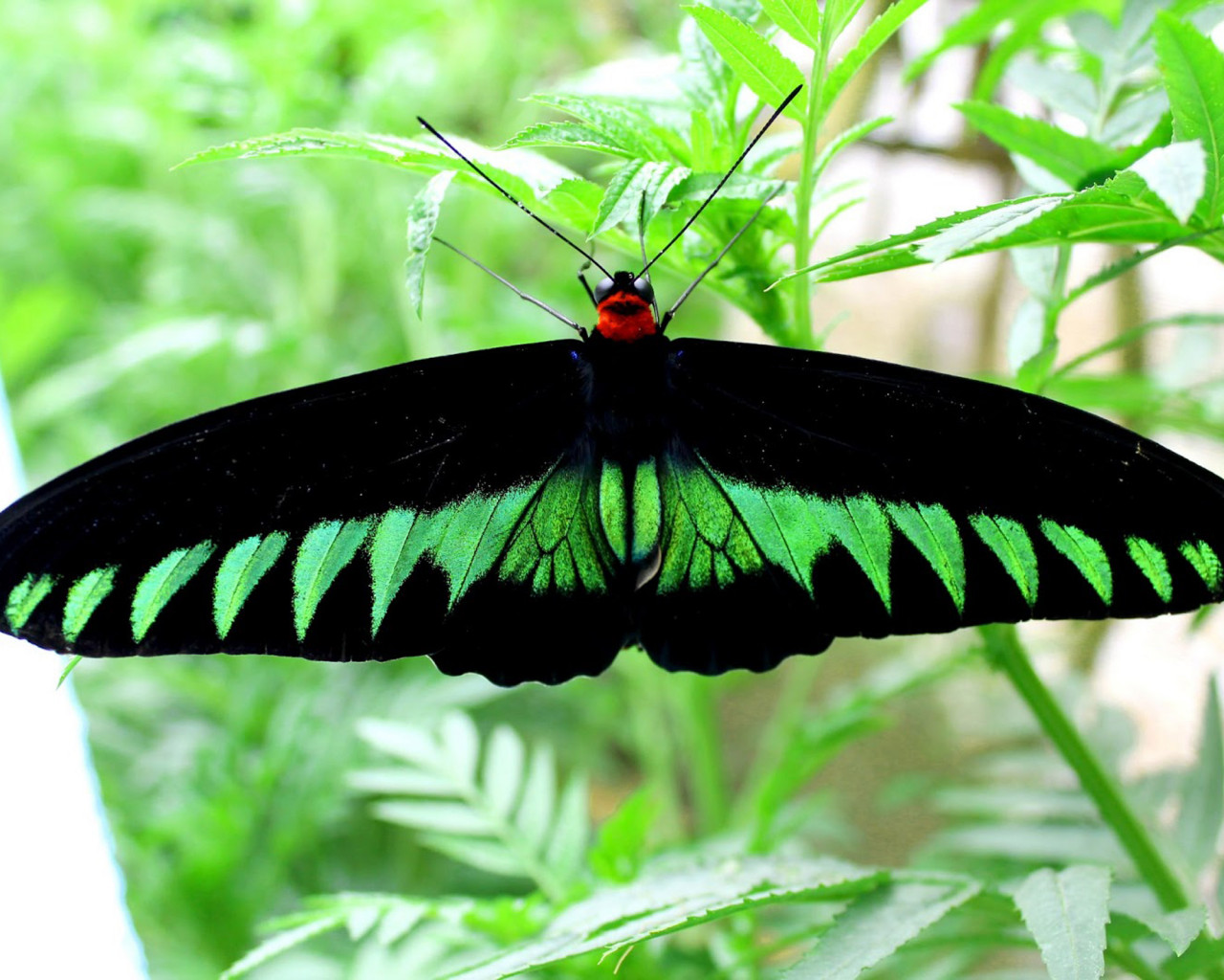 Piękny motyl z Malezji