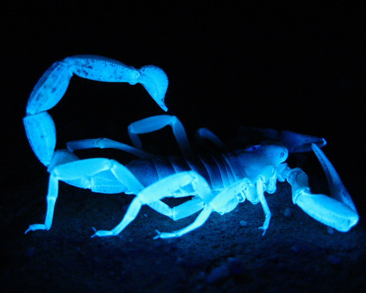 Skorpion w niebiesko-zielonych barwach