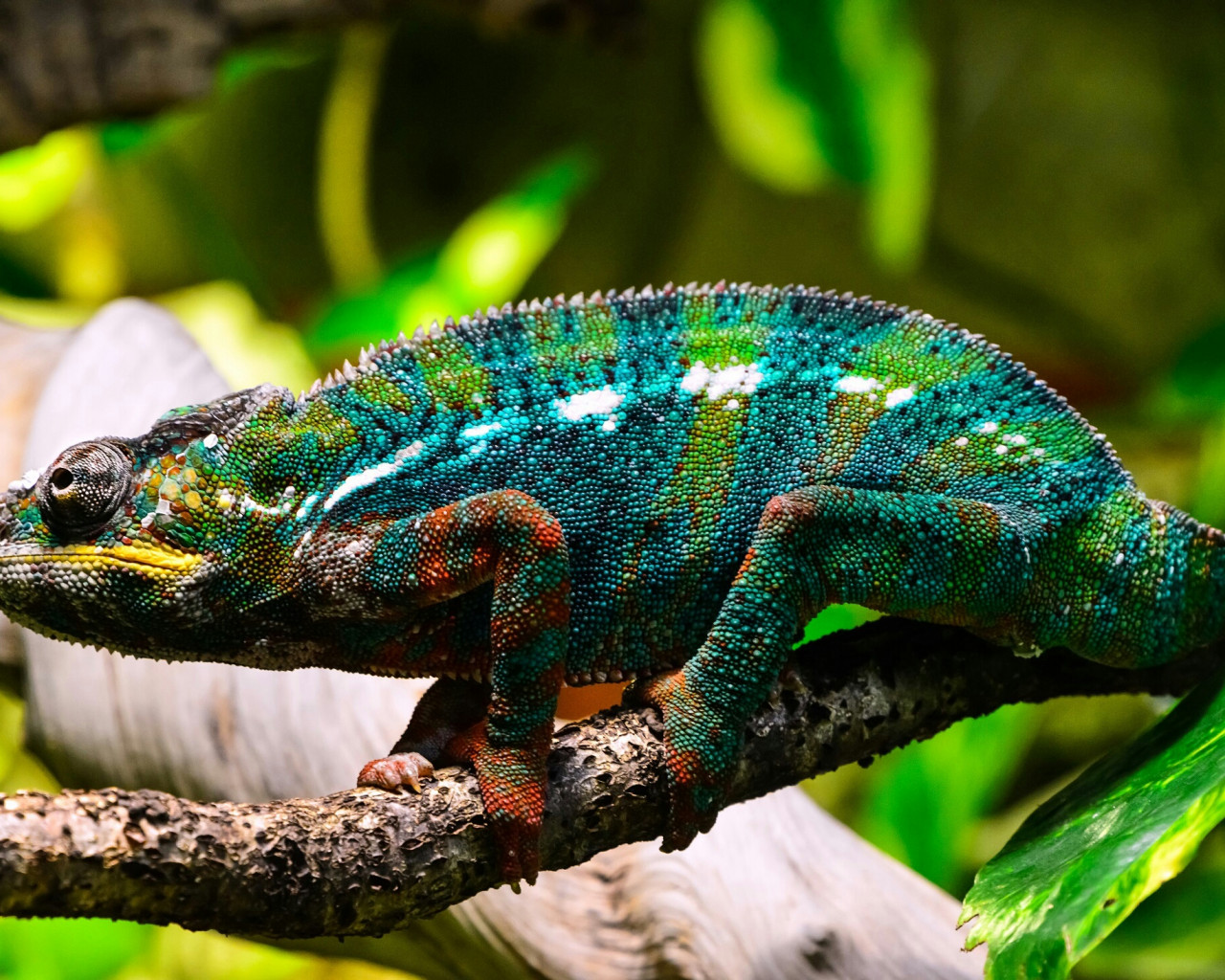 Piękny, kolorowy kameleon