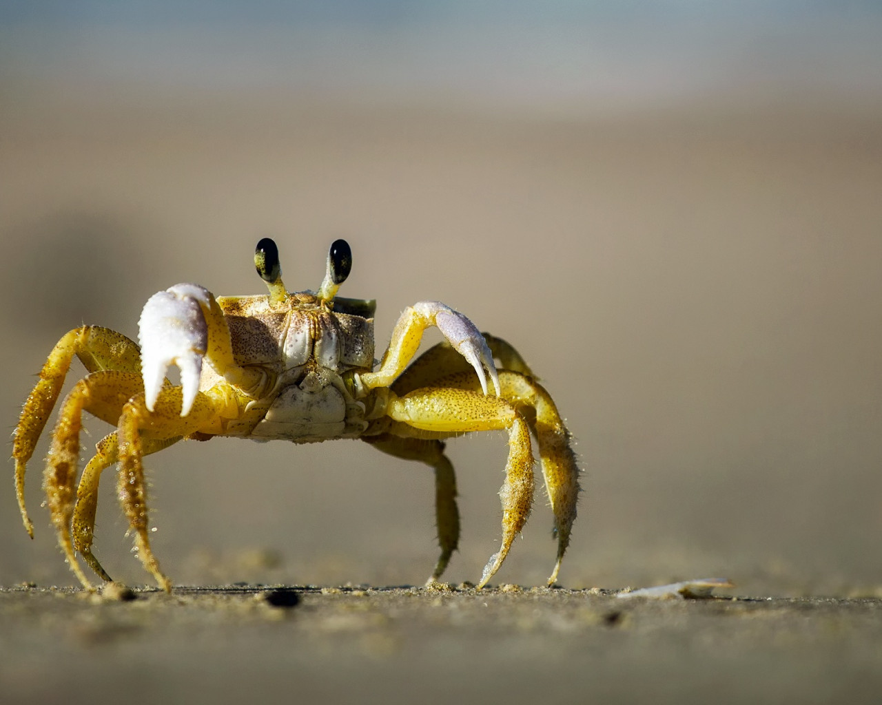 Krab na plaży