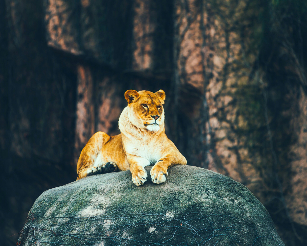 Lwica na kamieniu