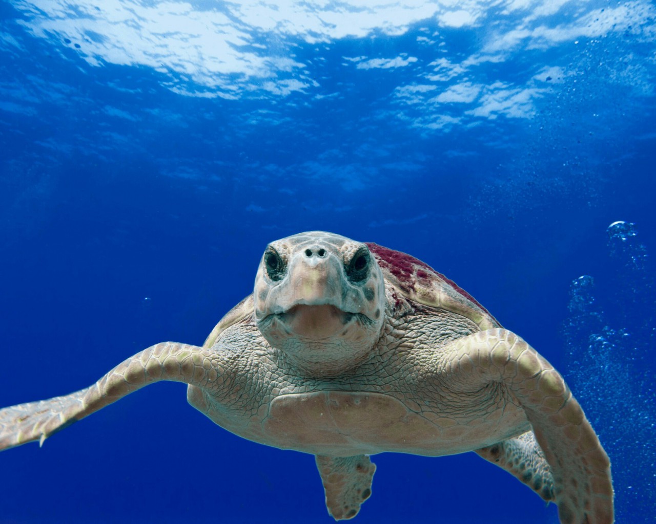 Żółw Karetta, Ocean