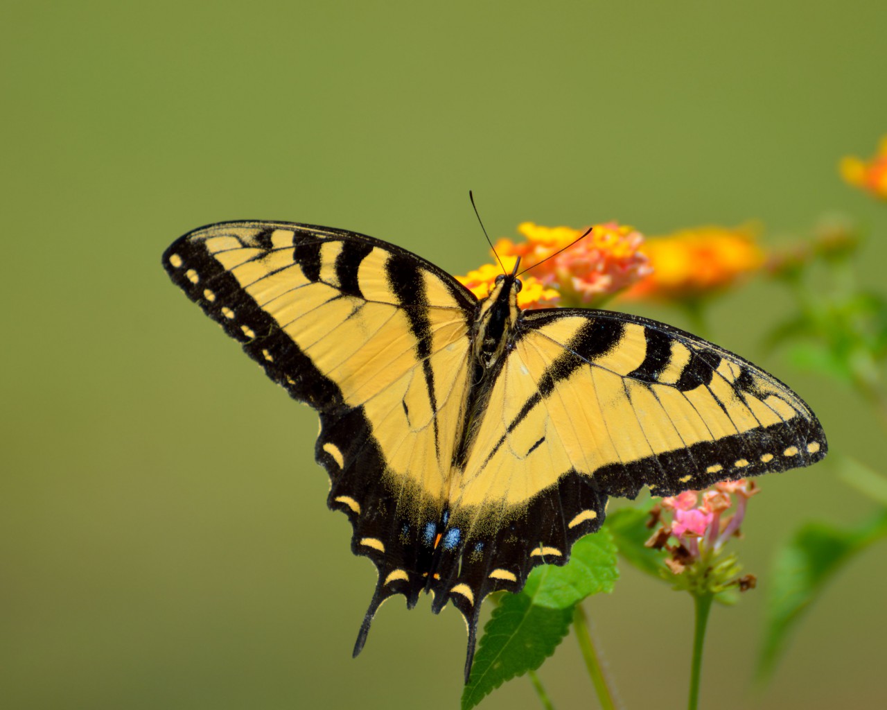 Piękny, żółty motyl z paziowatych