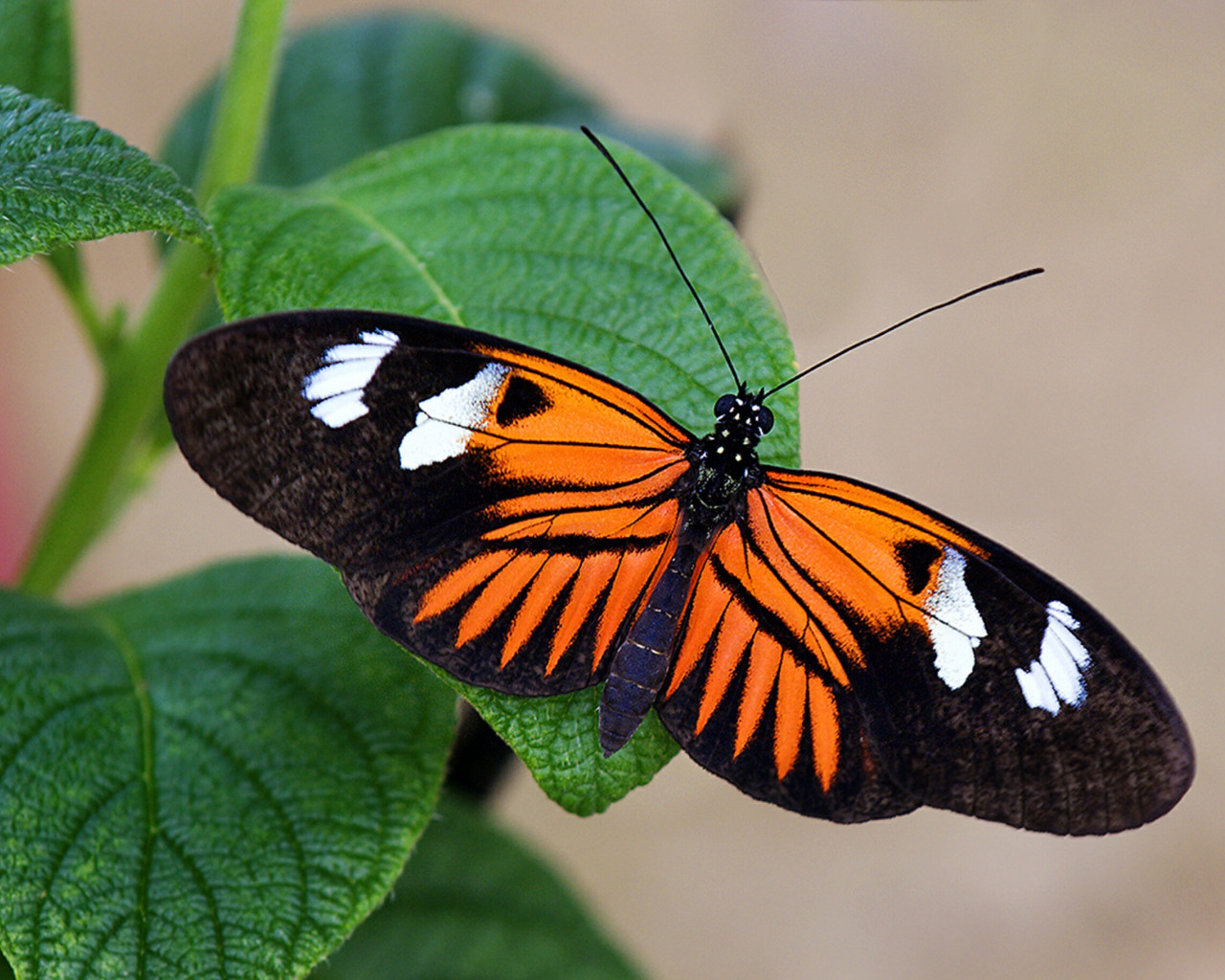 Pomarańczowo czarny motyl