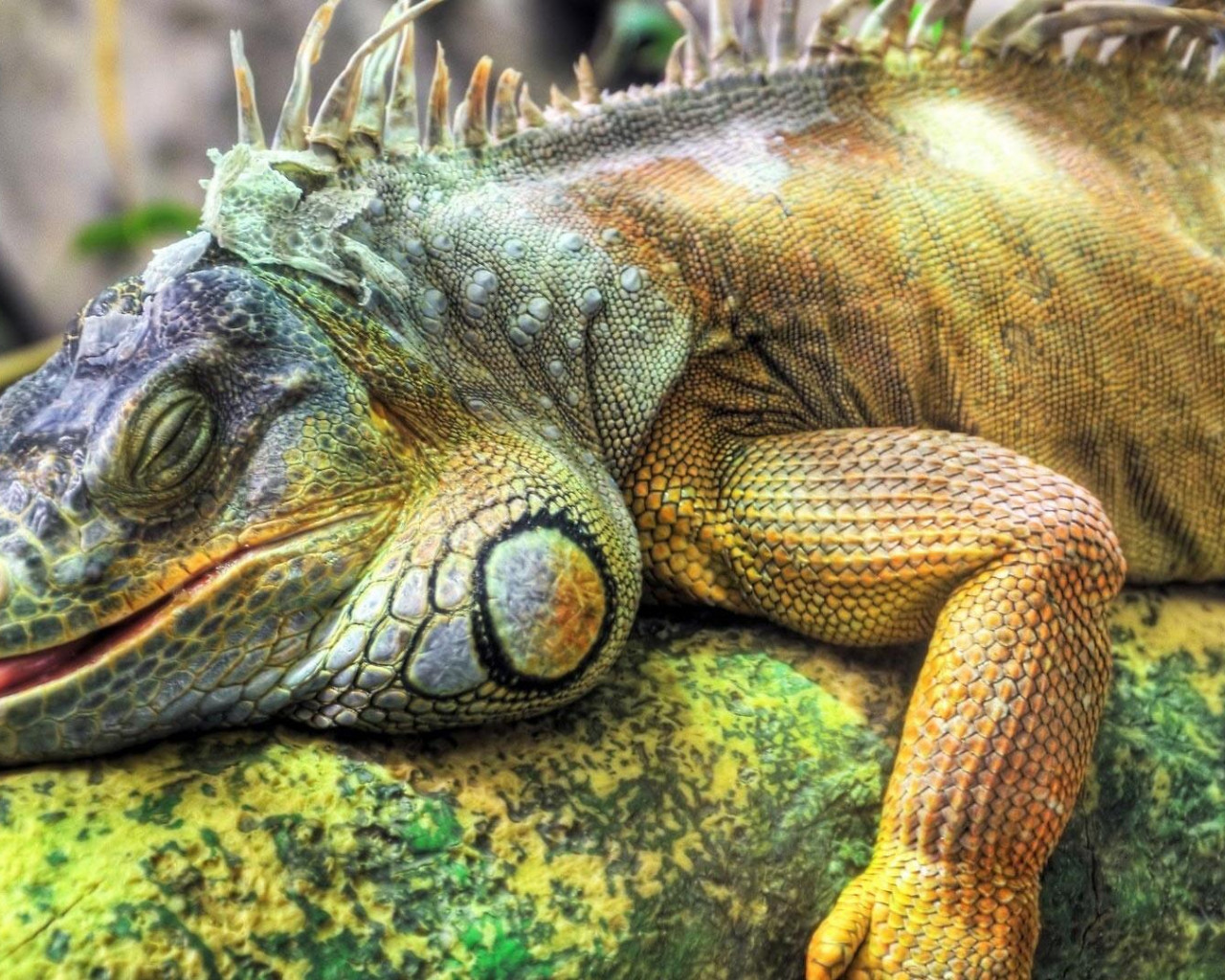 iguana