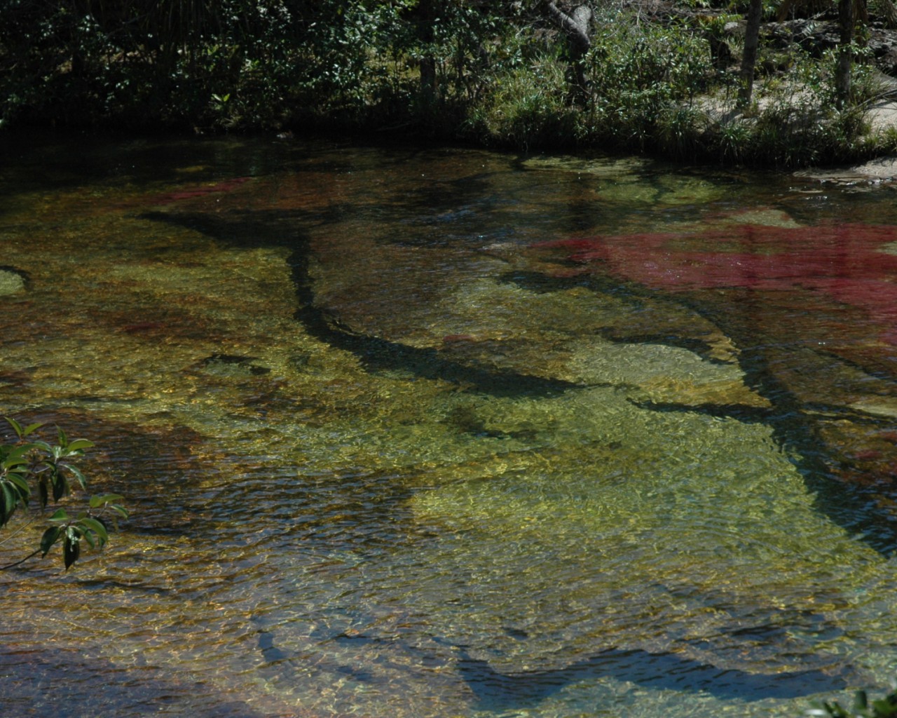 Caño Cristales