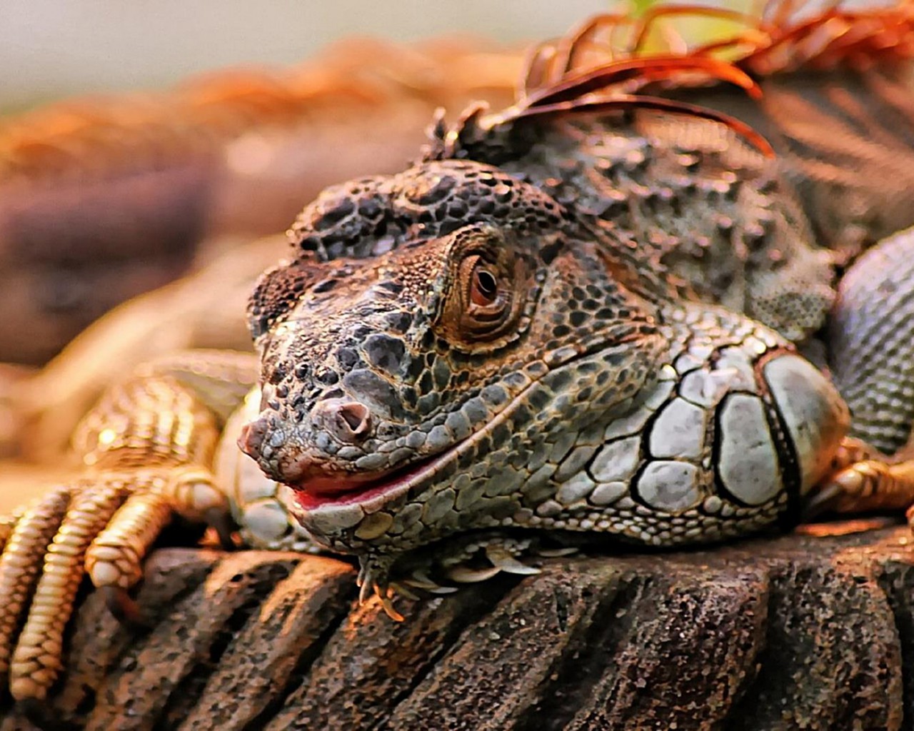 iguana