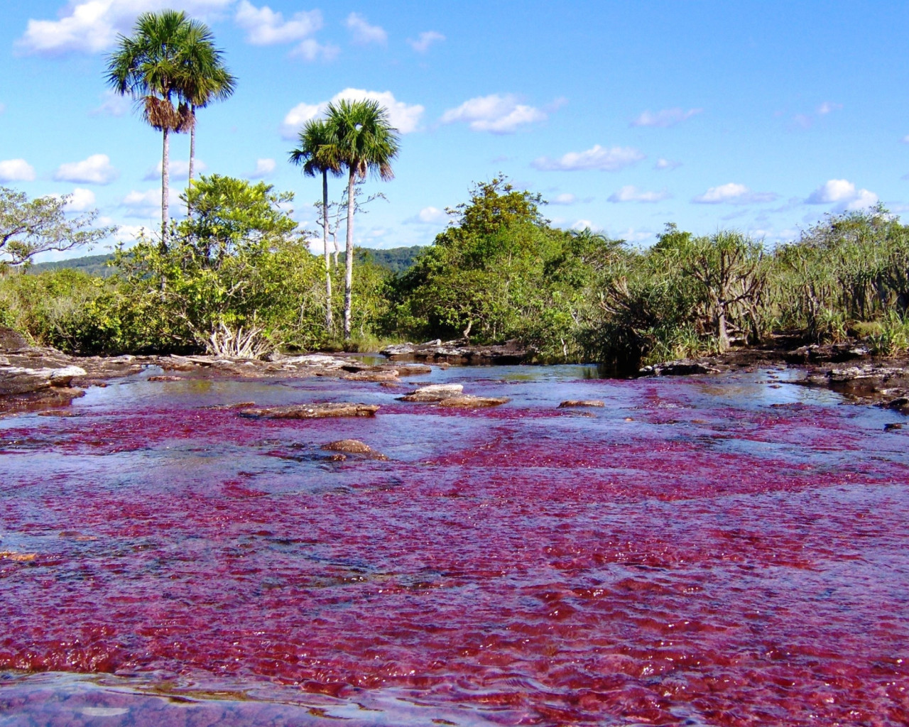 Caño Cristales