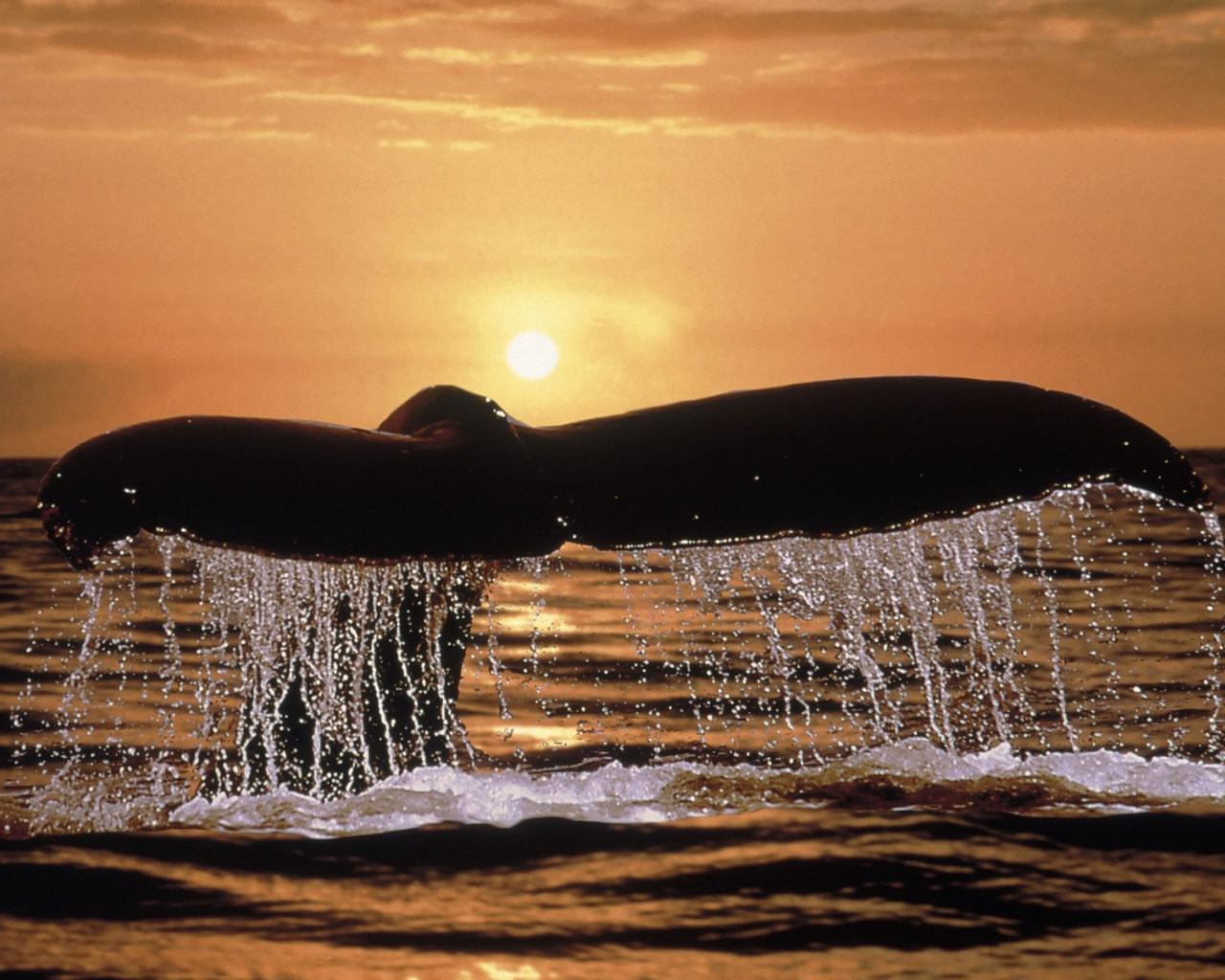 Humpback Whale Tail.jpg