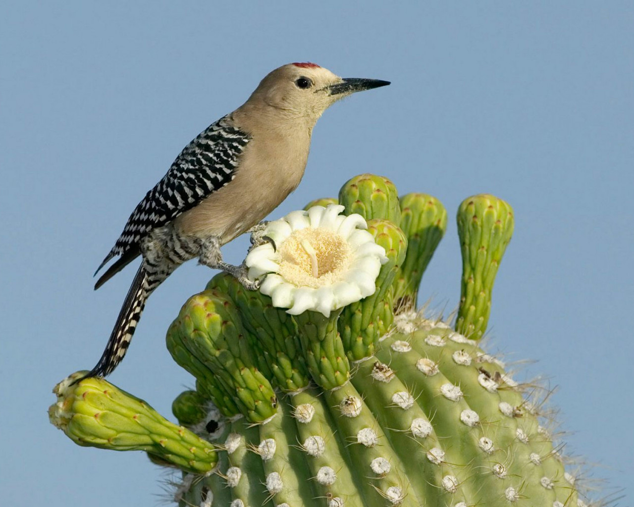 Ptaszek na kaktusie