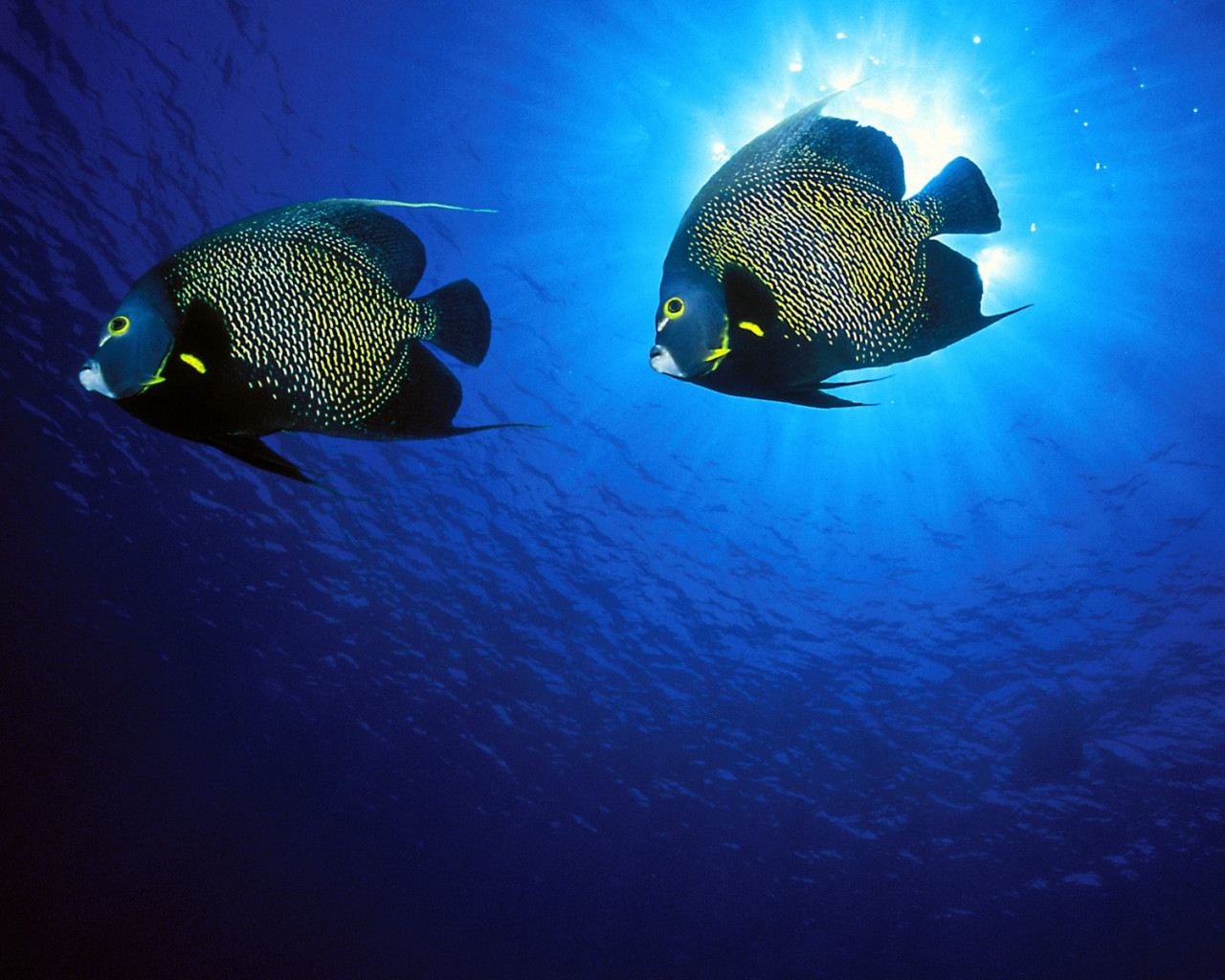 French Angelfish.jpg