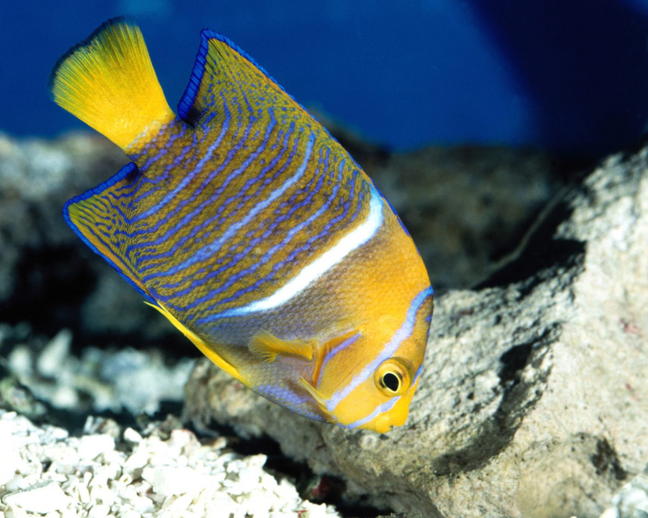 King Angelfish.jpg