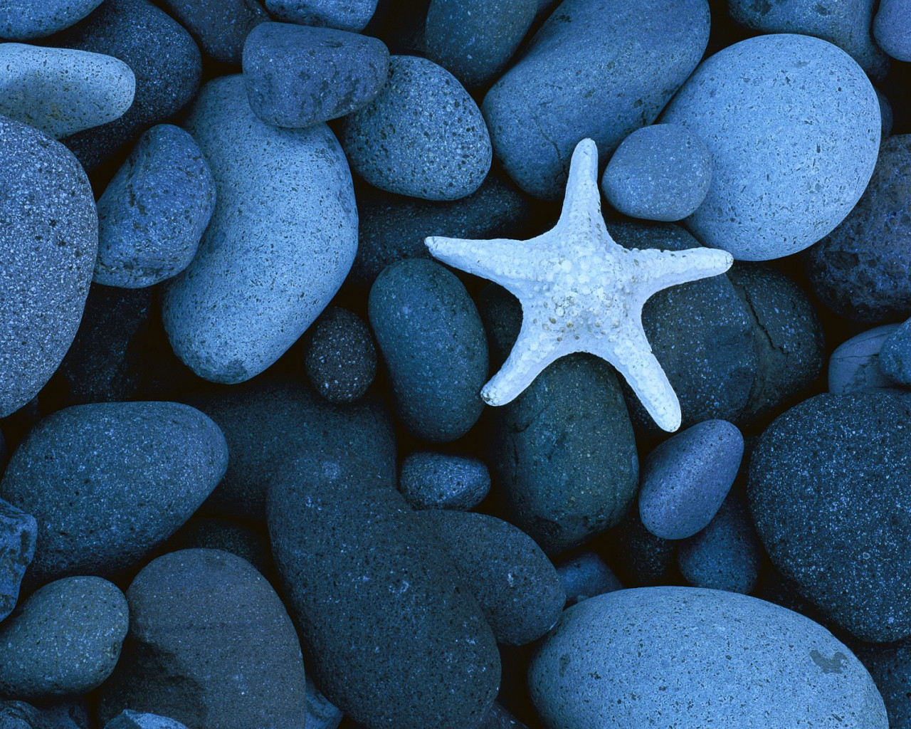 Sea Star on a Rocky Beach, Baja California, Mexico.jpg