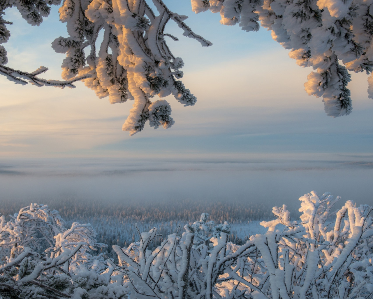 Śnieg na gałęziach