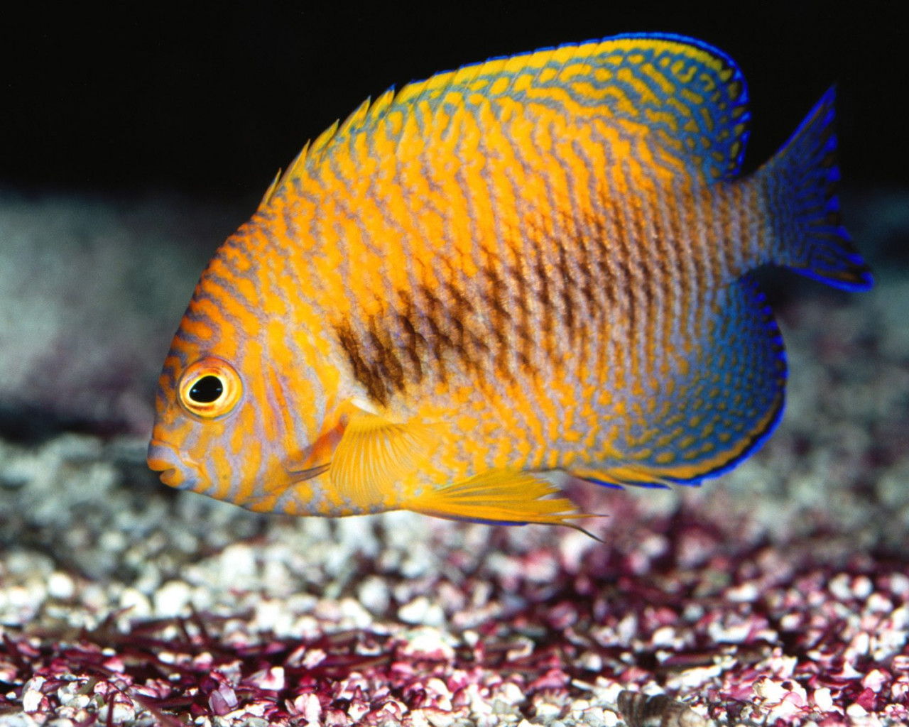 Potter's Angelfish.jpg