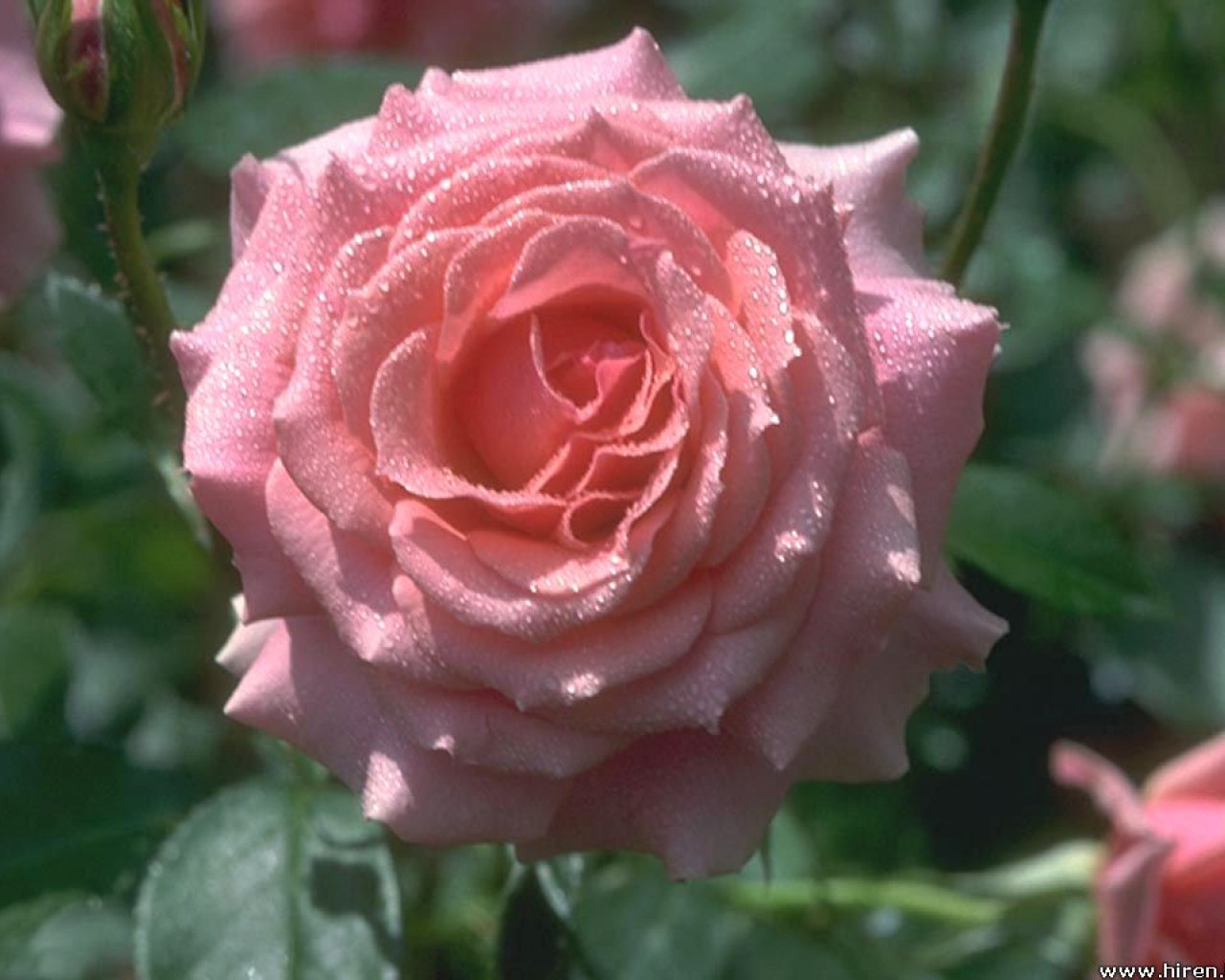 roze (98).jpg