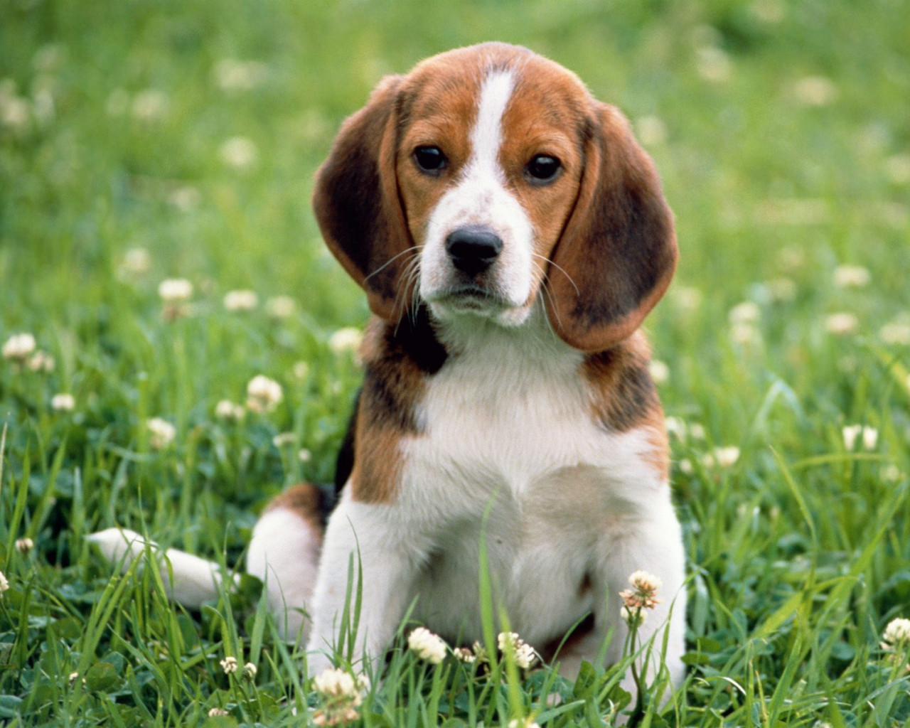 Beagle Love.jpg