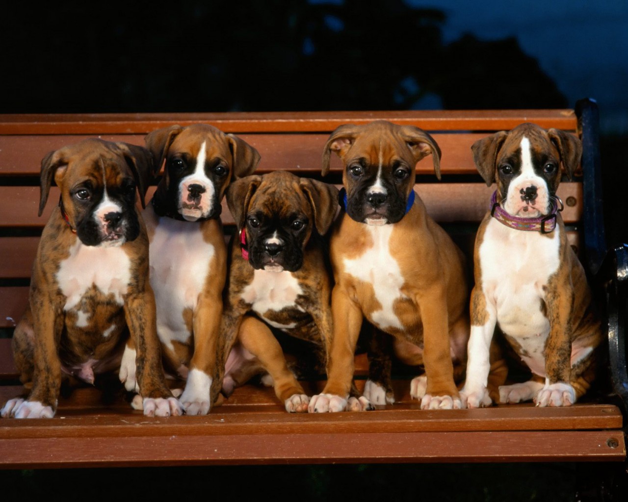 Boxer Puppies.jpg
