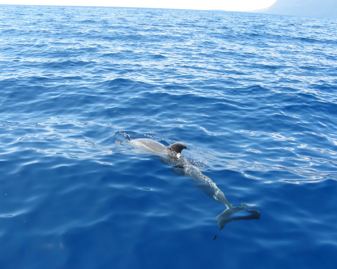 tapety delfiny (28).jpg