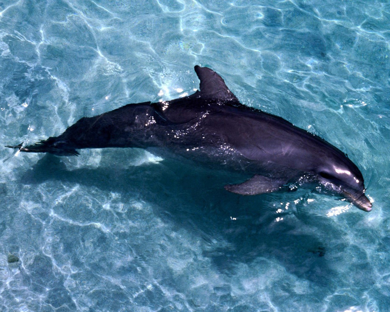 tapety delfiny (55).jpg