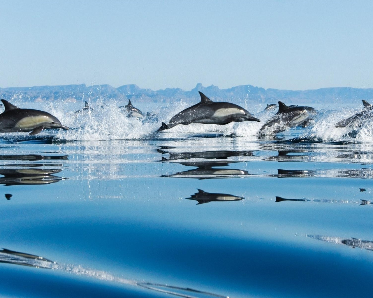 delfiny (3).jpg