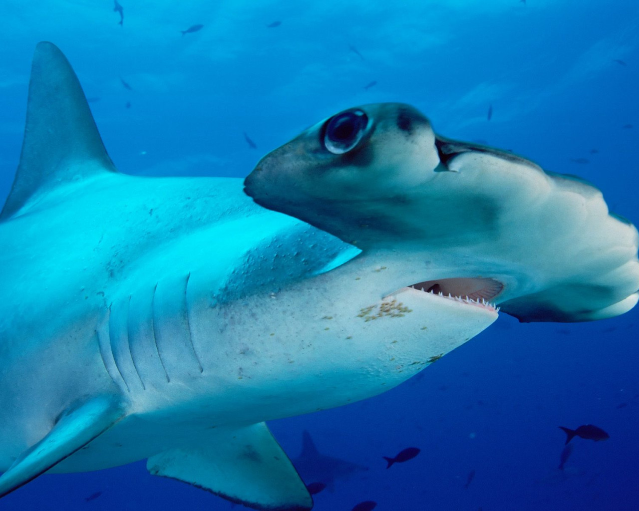 Scalloped Hammerhead.jpg