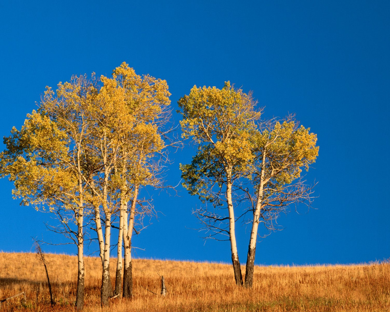 Autumn Aspen Trees and Sunset, Yellowstone National Park, Wyoming.jpg