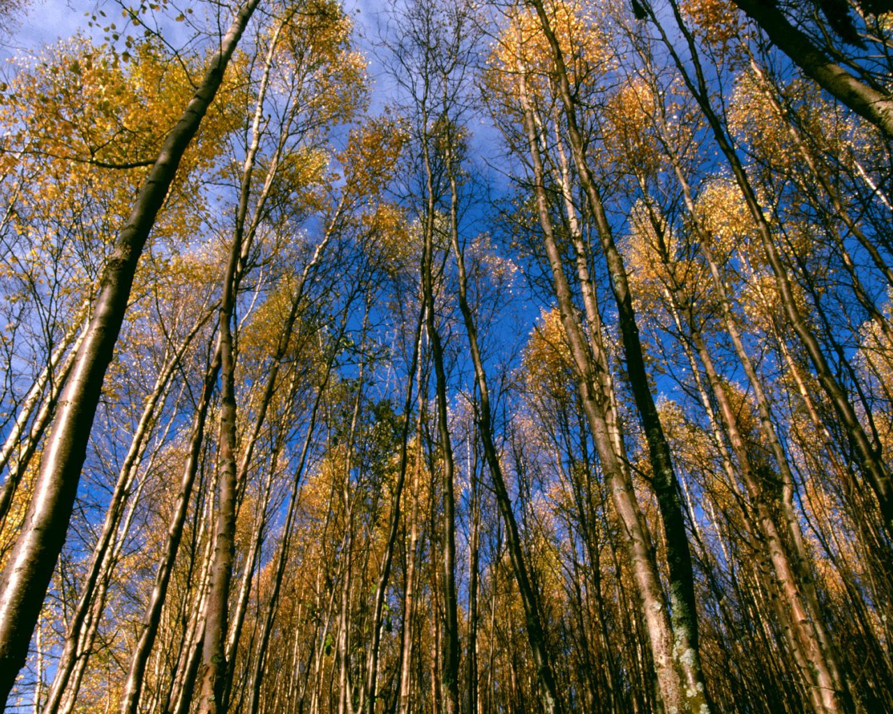 Autumn Aspens, Hidden Lake, Alaska.jpg