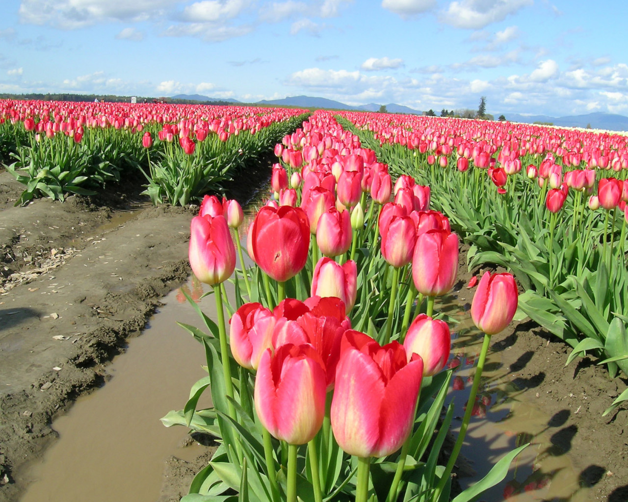Tulipany (36).jpg
