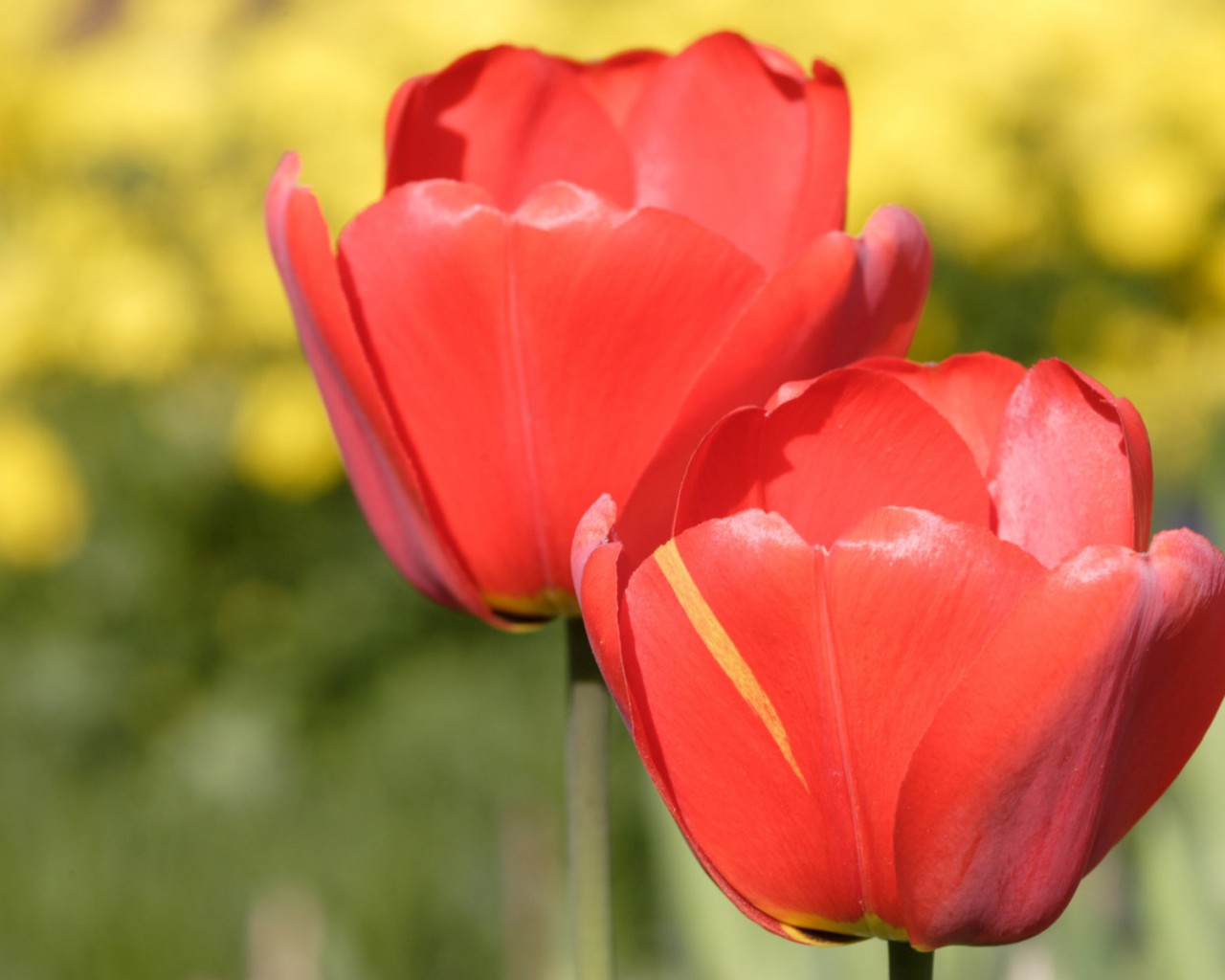 Tulipany (2).jpg
