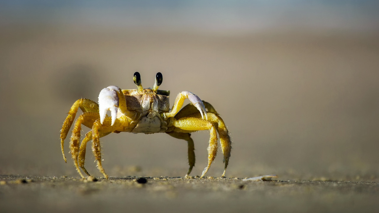 Krab na plaży