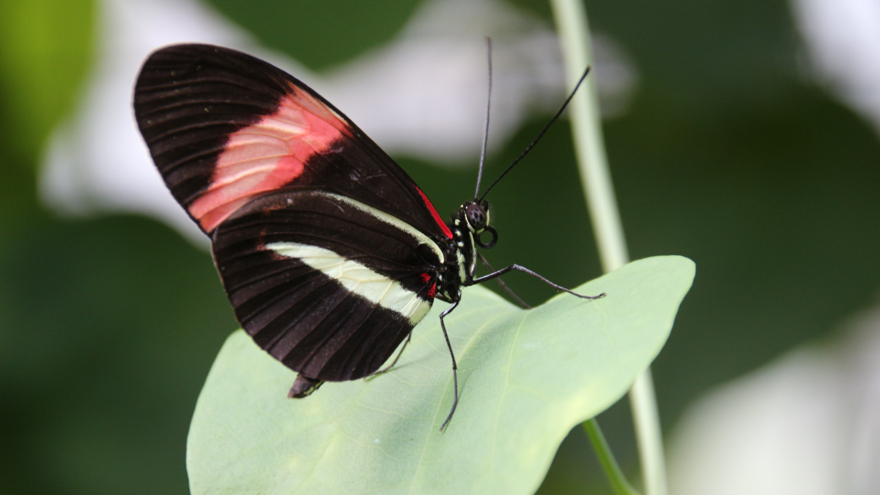 Motyl